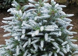 abies silberloske (1)